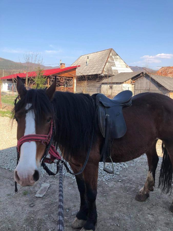 Pensiunea Brezu Sighetu Marmaţiei Buitenkant foto