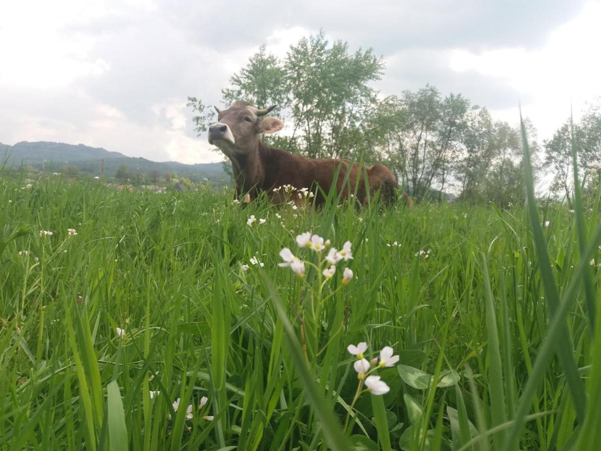 Pensiunea Brezu Sighetu Marmaţiei Buitenkant foto
